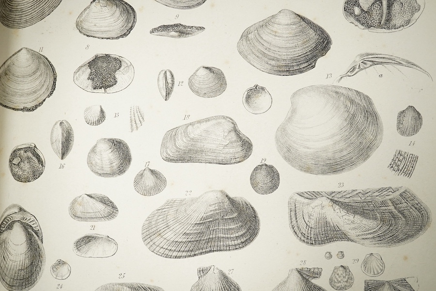 Dixon, Frederick - The Geology of Sussex; or the Geology and Fossils of the Tertiary and Cretaceous Formations of Sussex. new edition. revised and augmented by T. Rupert Jones. 65 lithographed plates (3 hand-coloured, 4